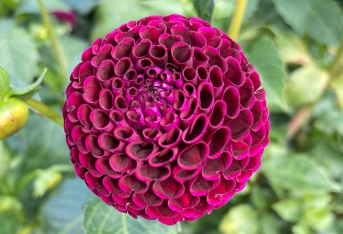 Dahlia