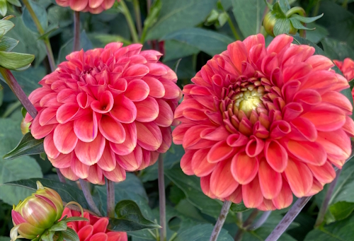 Dahlia
