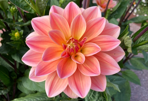 Dahlia